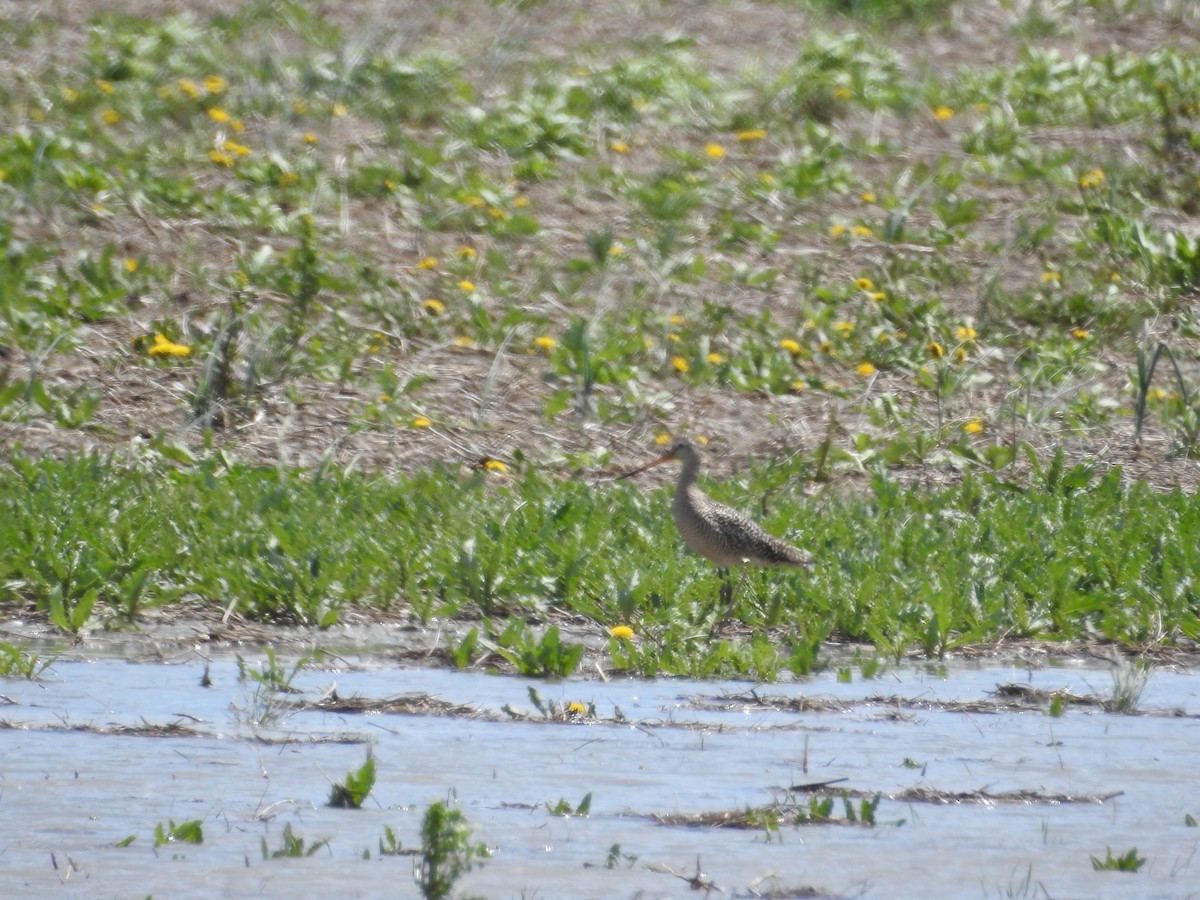 Marbled Godwit - Alison Daly