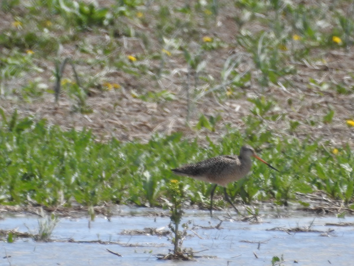 Marbled Godwit - ML173842171