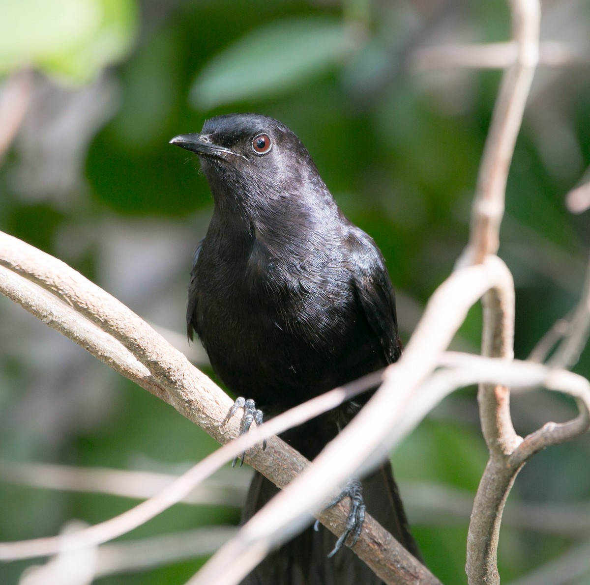 Black Catbird - ML173842341