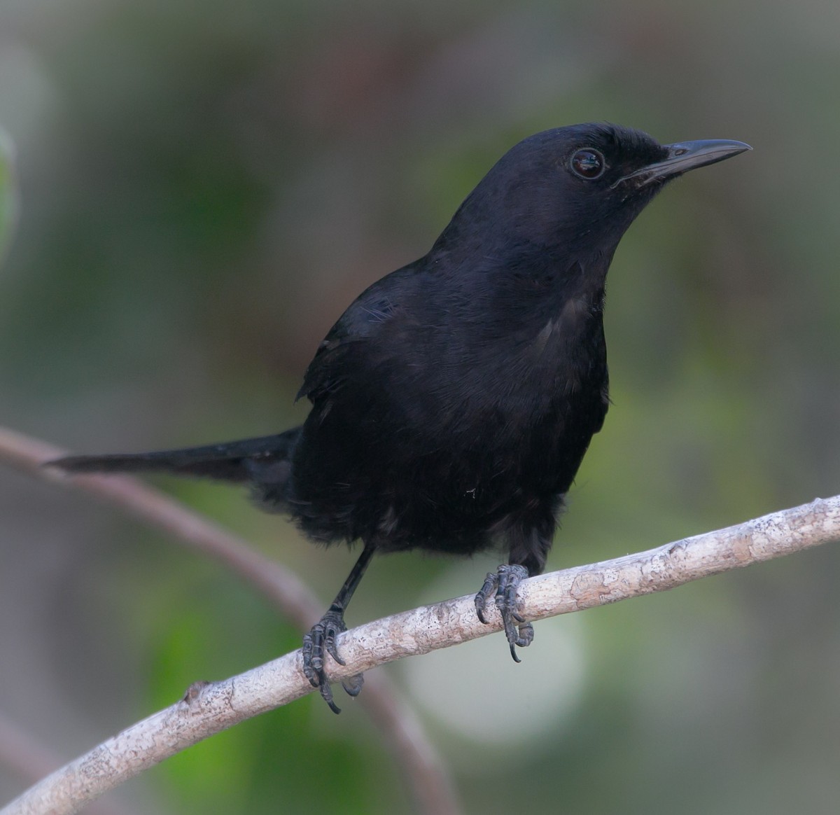 Black Catbird - ML173842371