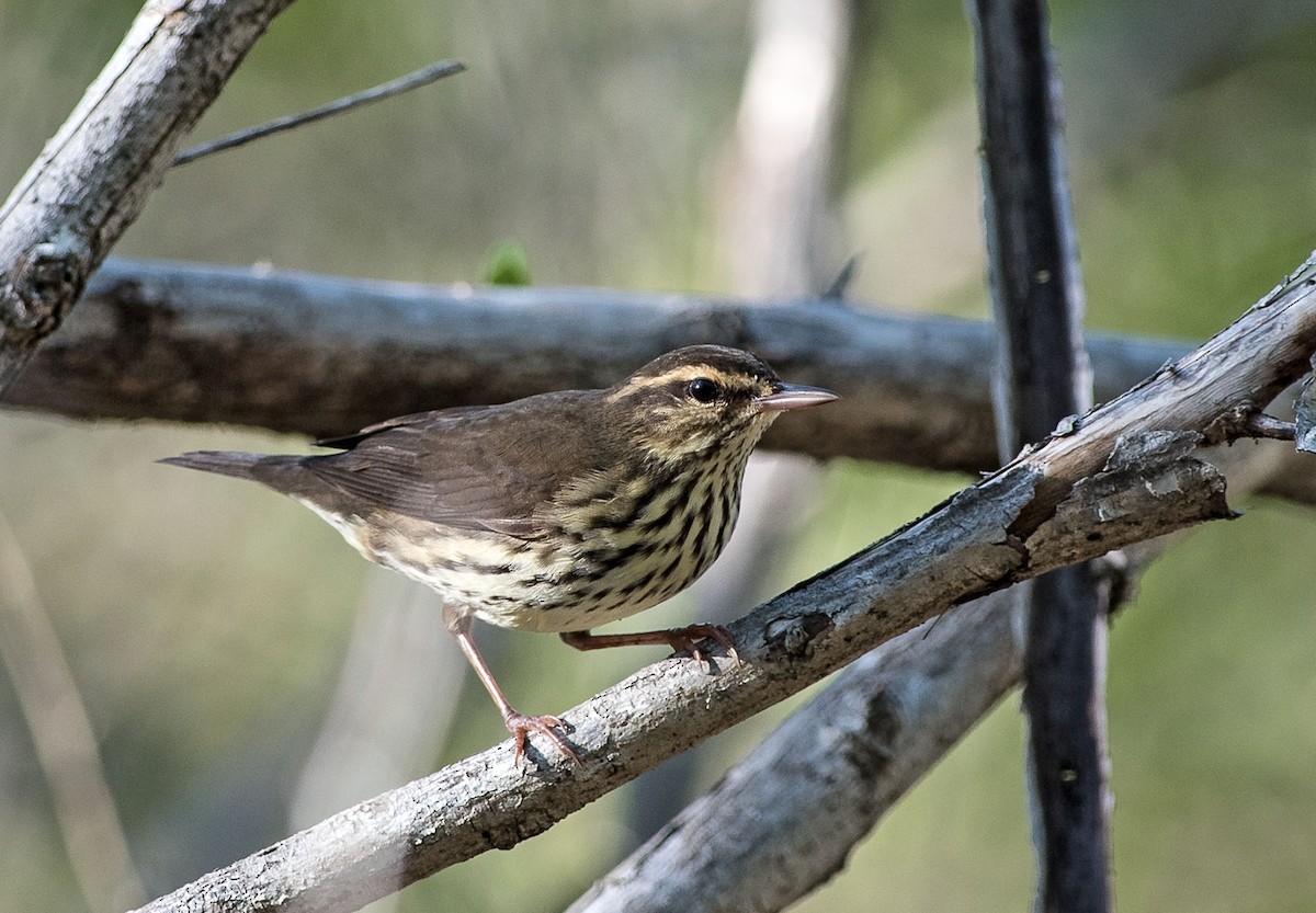 Northern Waterthrush - ML173844271