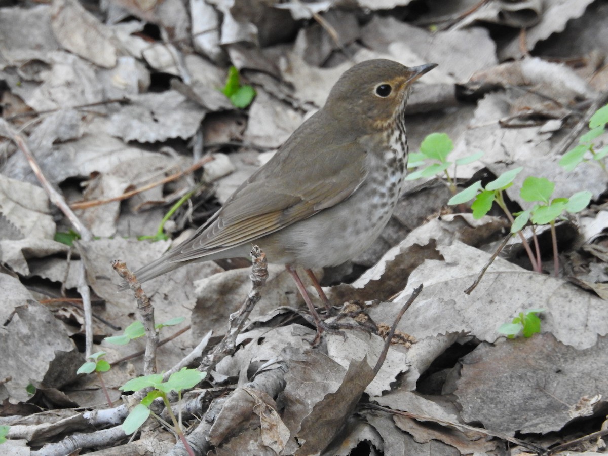 Swainson's Thrush - ML173844381