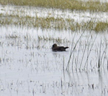 dabbling duck sp. - Larry Langstaff