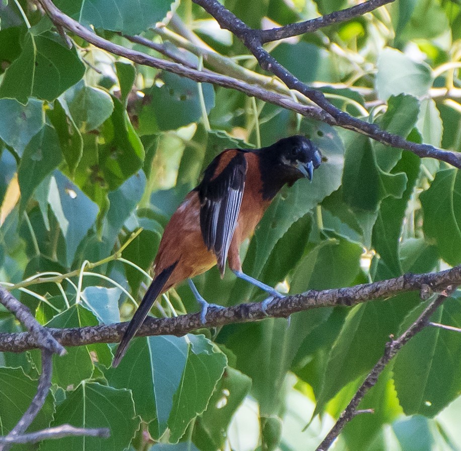 Orchard Oriole - ML173845731