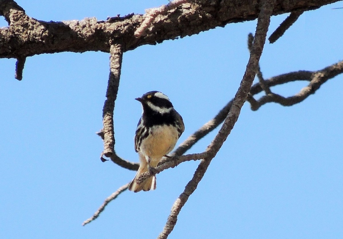 Black-throated Gray Warbler - ML173846311