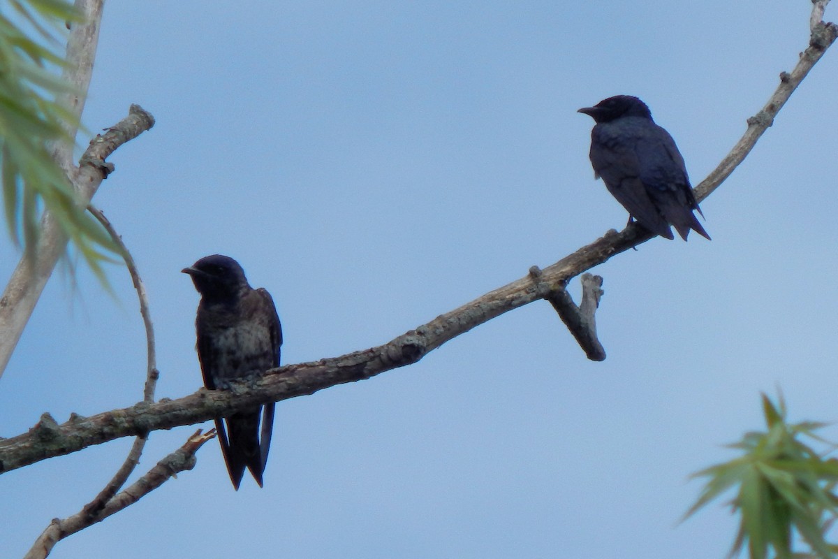 Purple Martin - ML173846431