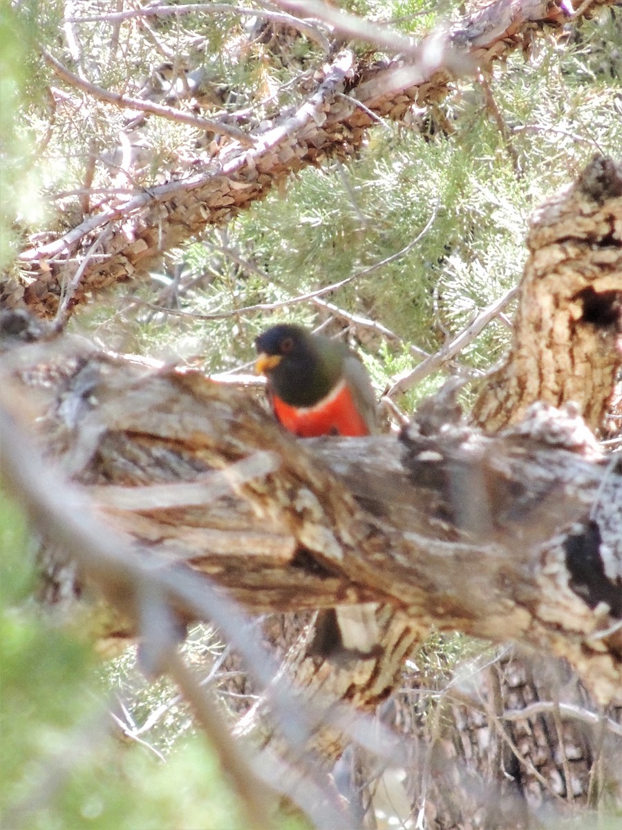 trogon krásný - ML173846841