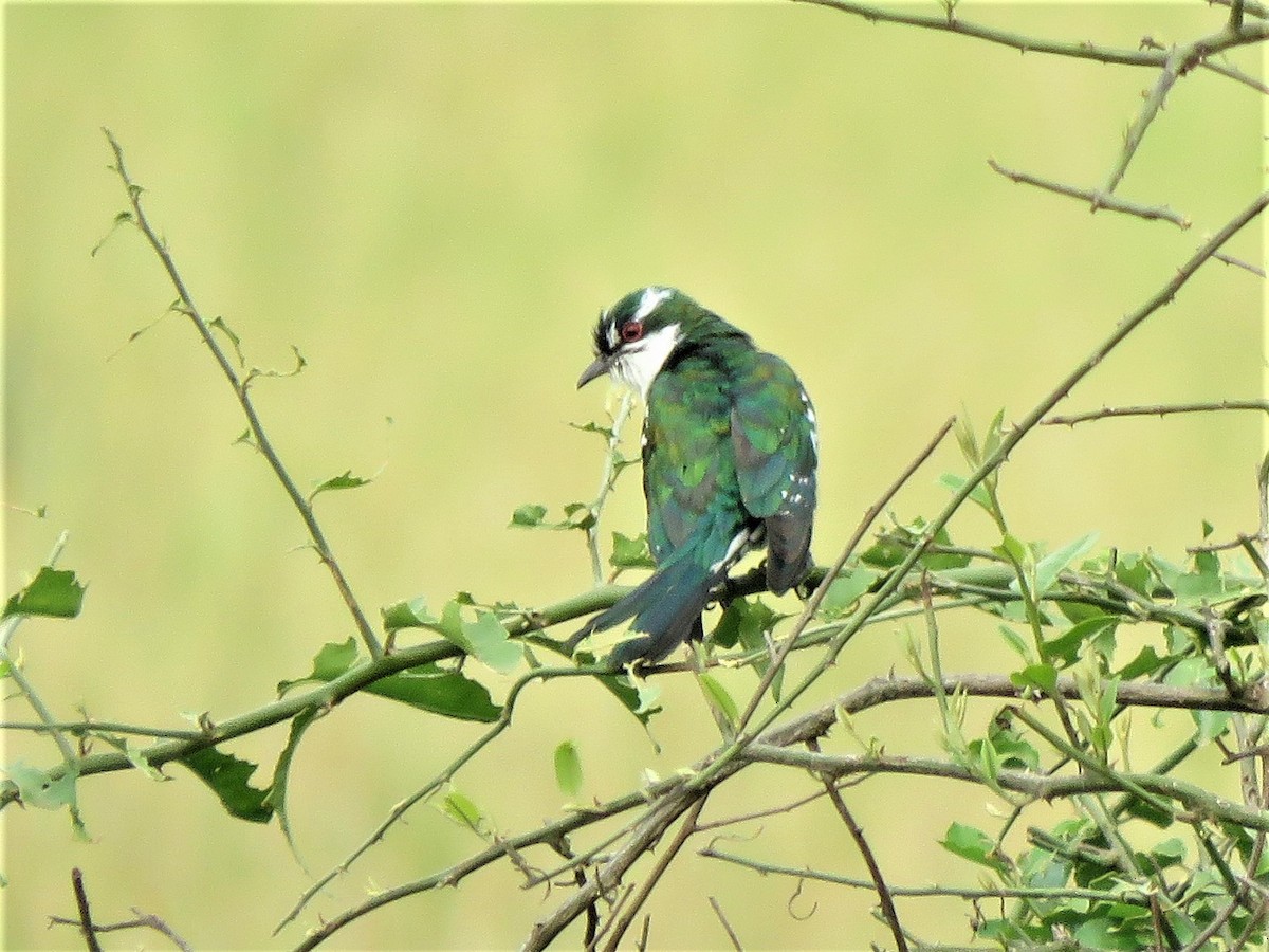 Dideric Cuckoo - Annika Lindqvist