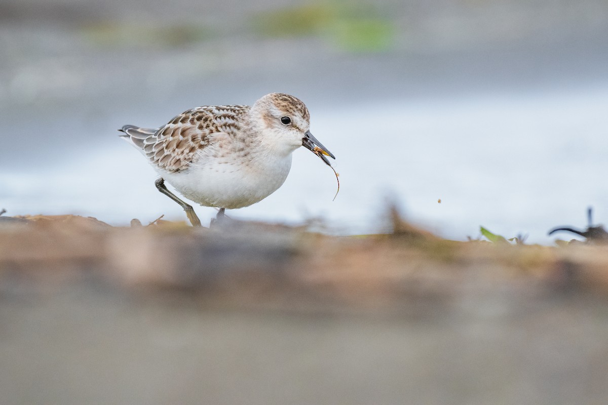 Semipalmated Sandpiper - Kyle Tansley