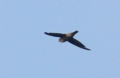 Indian Swiftlet - ML173853161