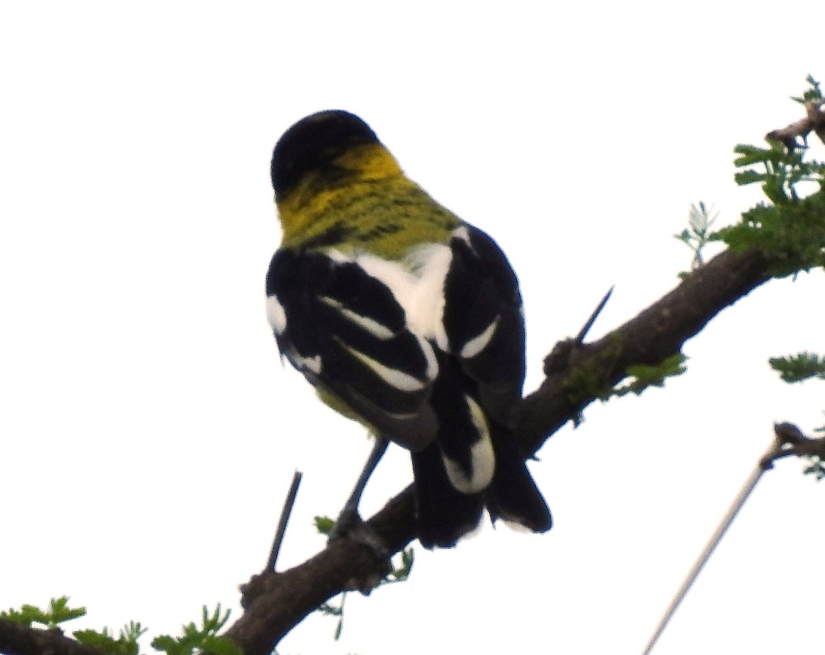 White-tailed Iora - ML173853451