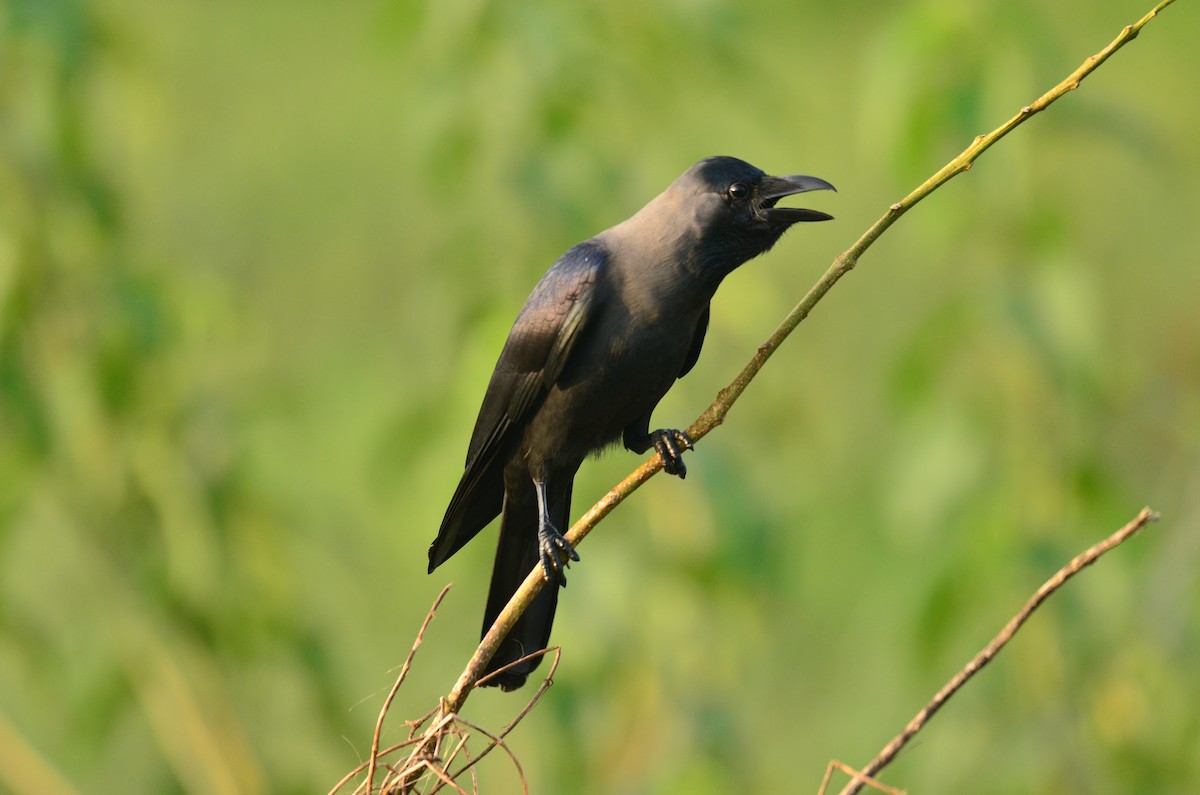 House Crow - Premchand Reghuvaran