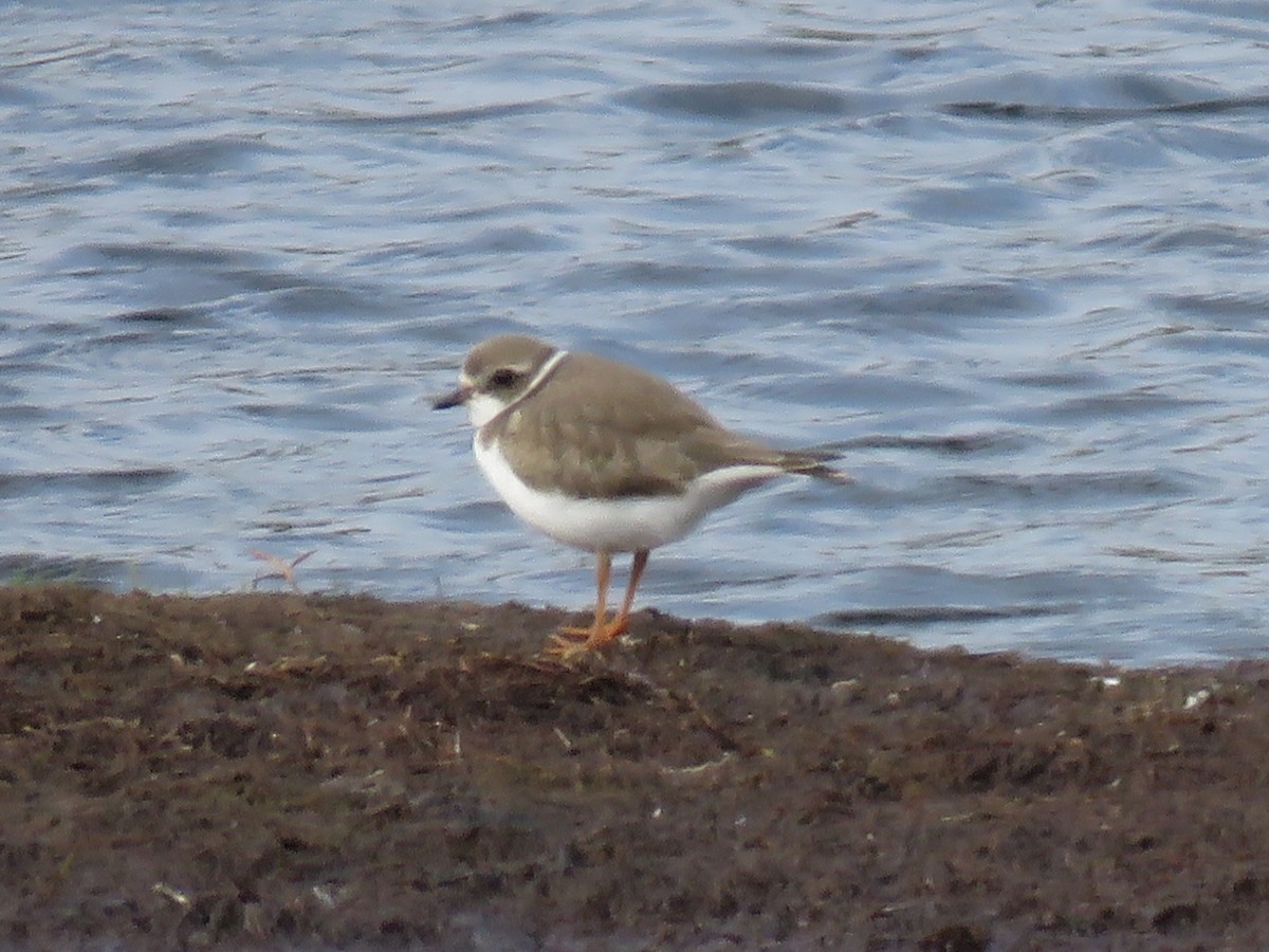 Semipalmated Plover - ML173855361