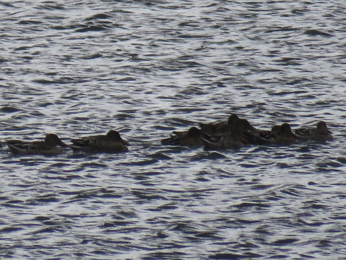 Халбага нугас - ML173855481