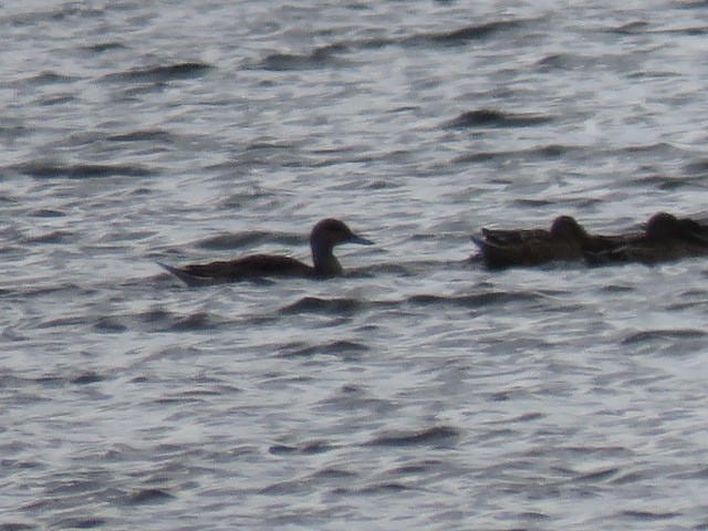 Шилохвость - ML173855501