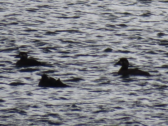 Surf Scoter - ML173855551