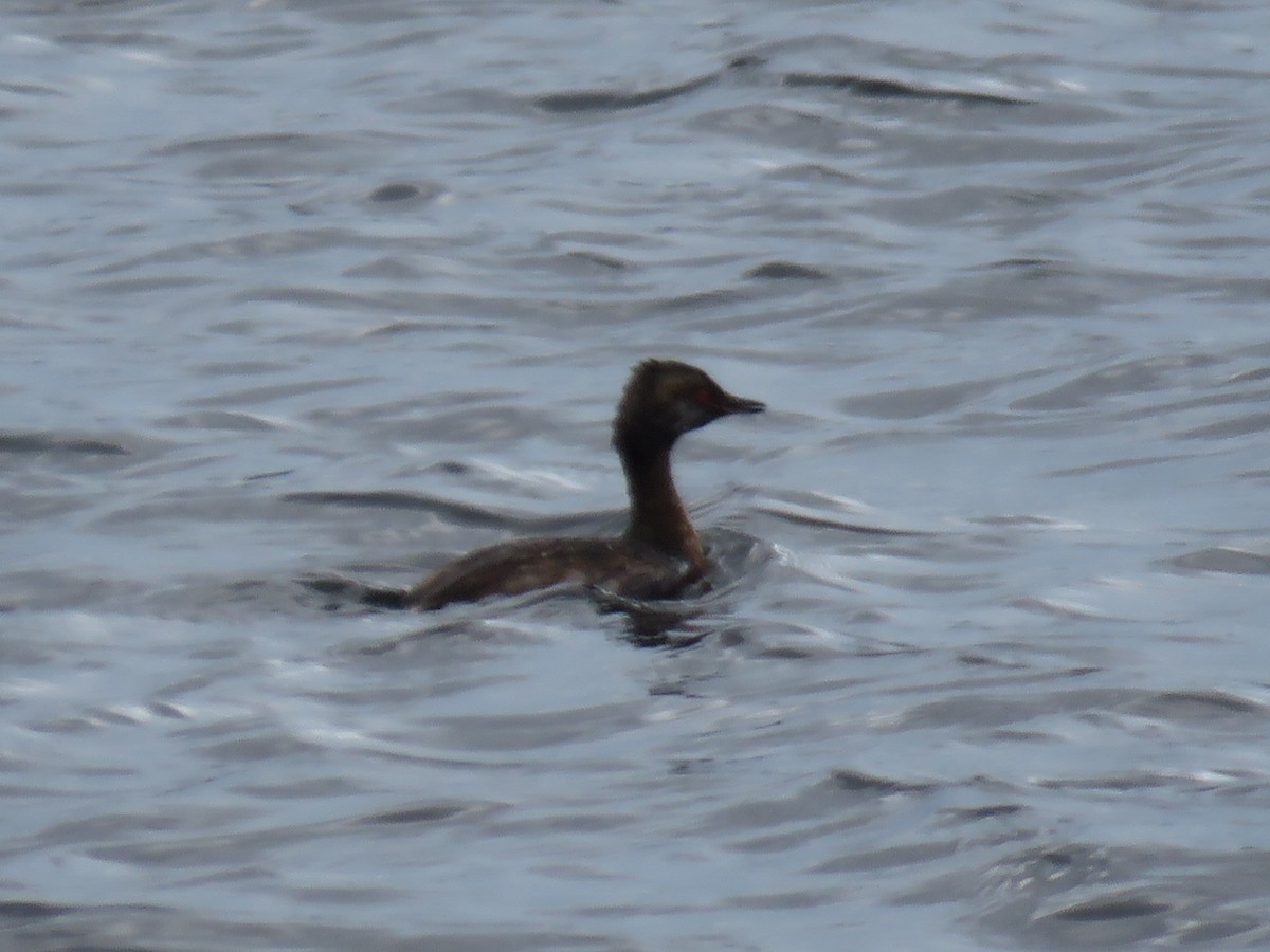 Ухаа шунгуур - ML173855571