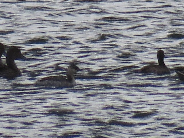 Красношейная поганка - ML173855591