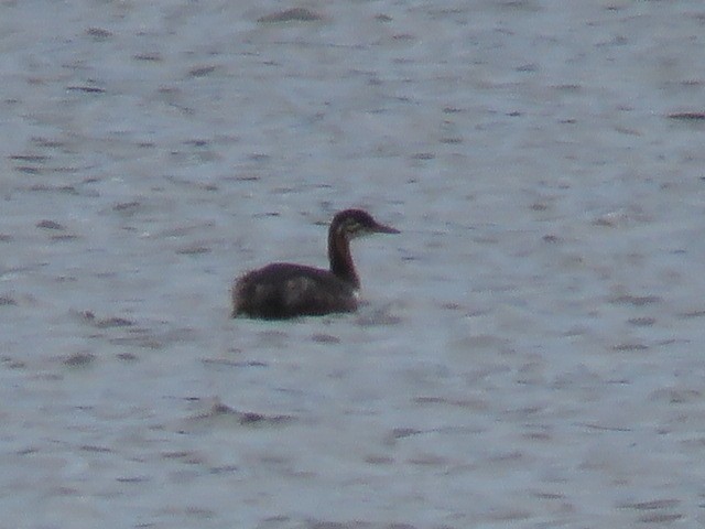 Red-necked Grebe - ML173855651