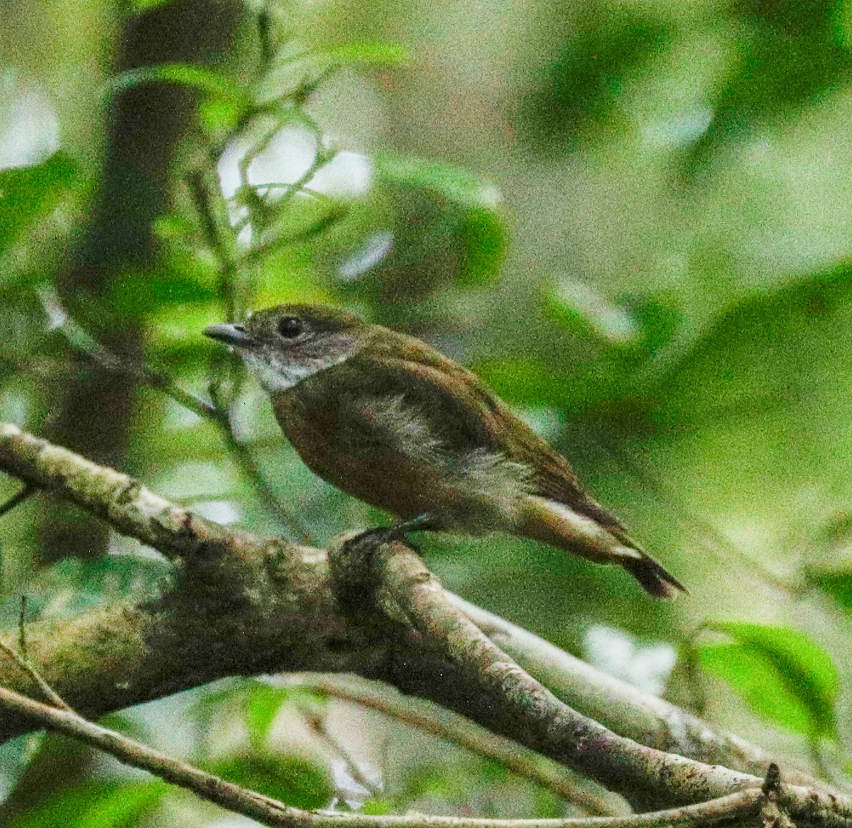 Orange-crowned Manakin - ML173857171