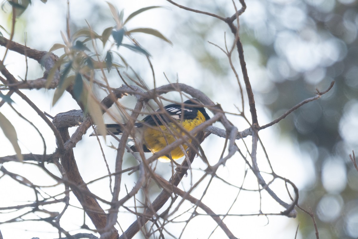 Black-backed Grosbeak - ML173858381