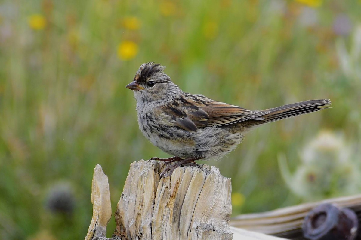 White-crowned Sparrow (oriantha) - David Tønnessen