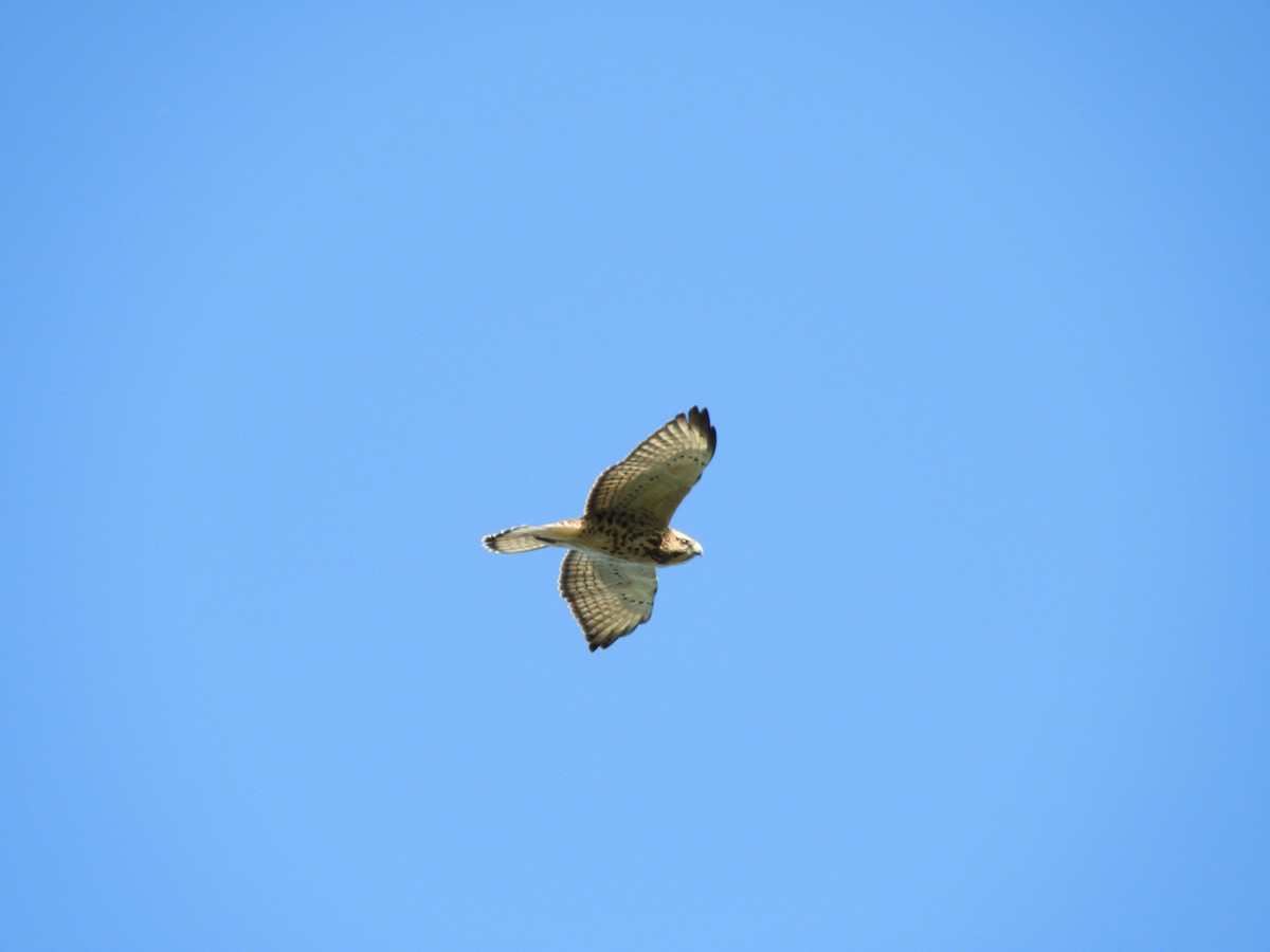 Broad-winged Hawk - ML173860281