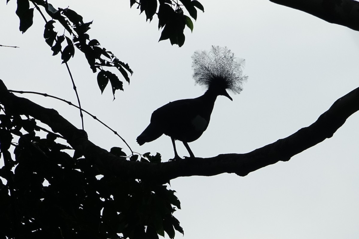 Sclater's Crowned-Pigeon - ML173861301