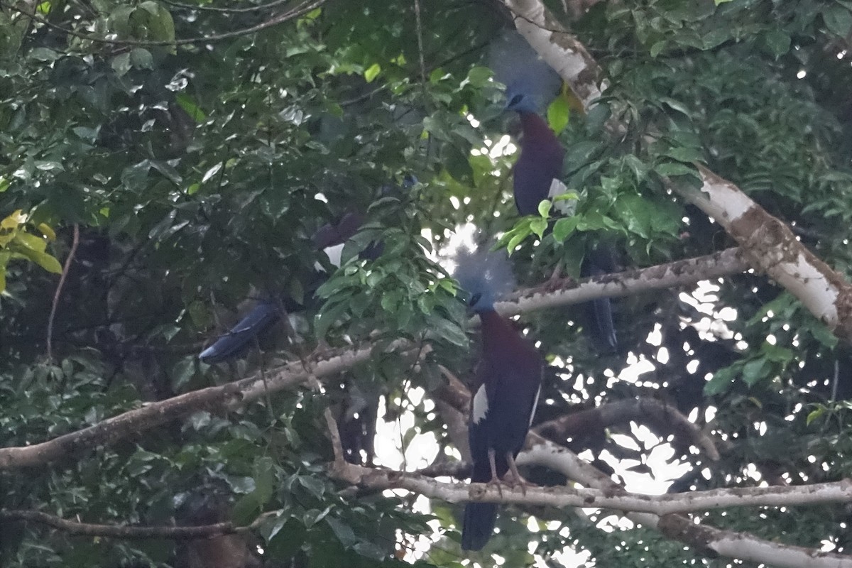 Sclater's Crowned-Pigeon - ML173861351