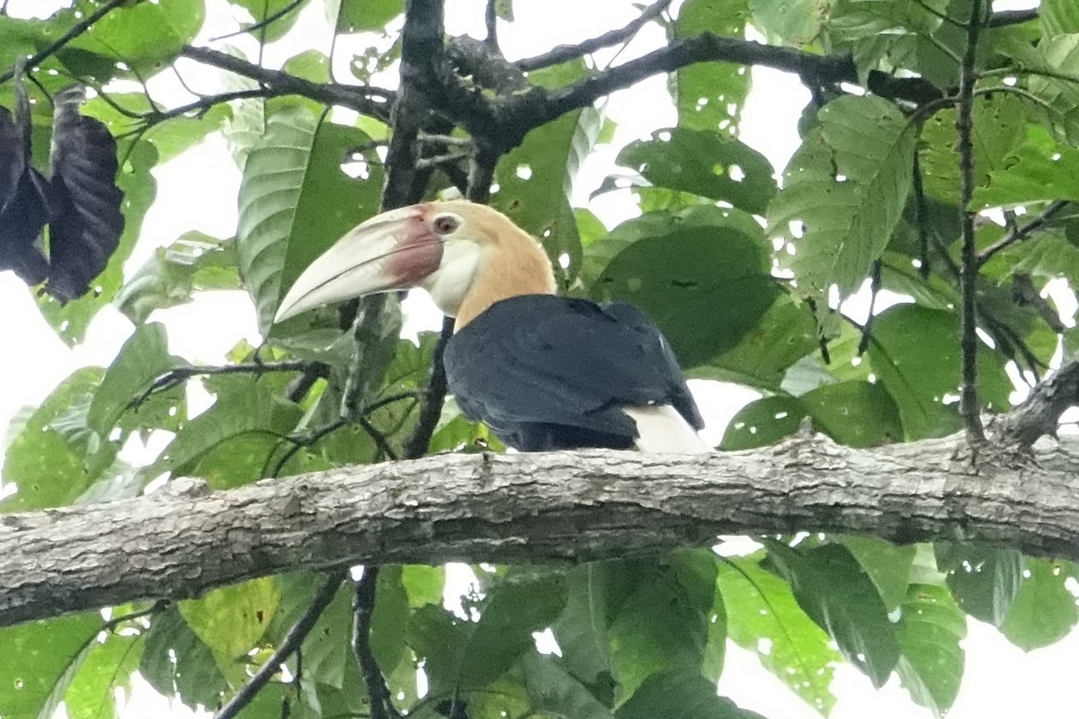 Blyth's Hornbill - Martin Brookes