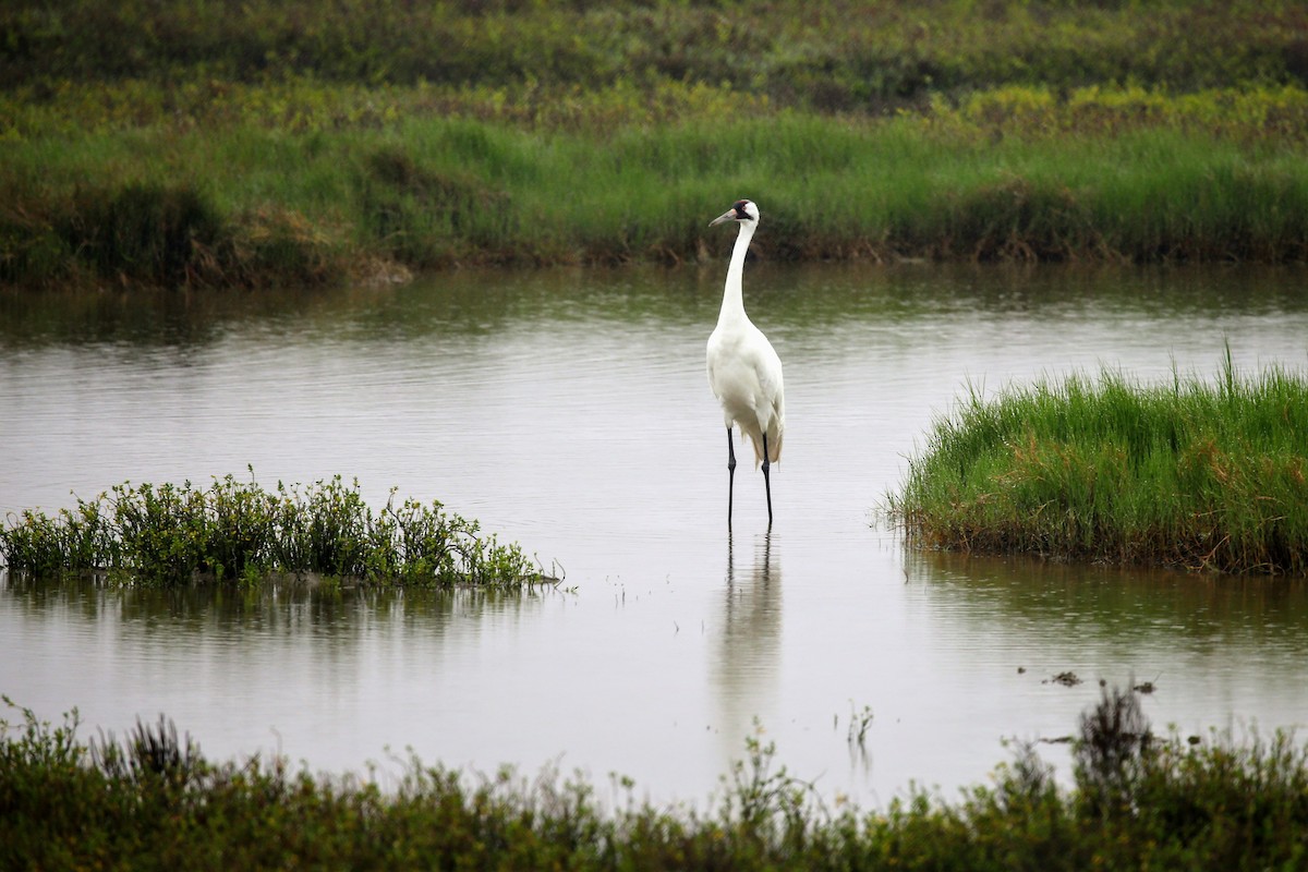 Whooping Crane - ML173862341