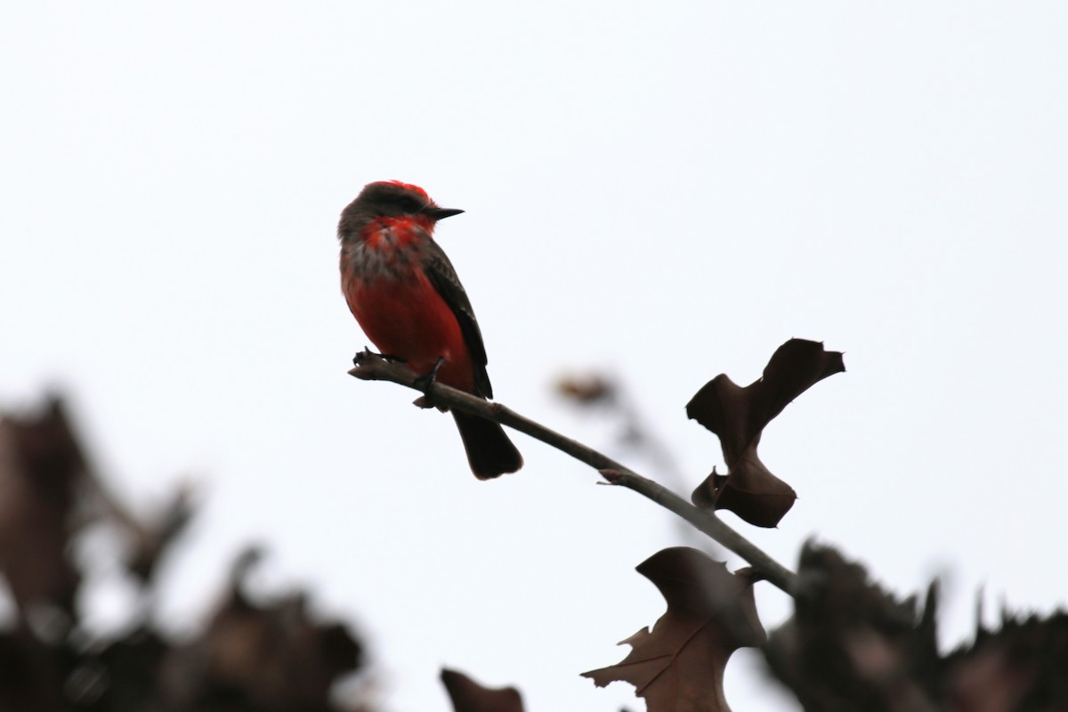 Vermilion Flycatcher - ML173862911