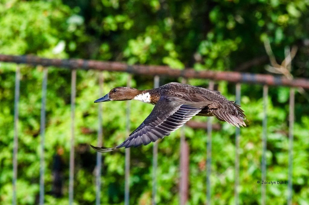 dabbling duck sp. - Jocelyn Dubé