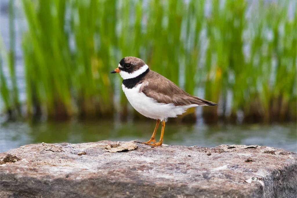 Semipalmated Plover - ML173868281