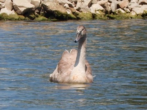 Mute Swan - Betsy MacMillan