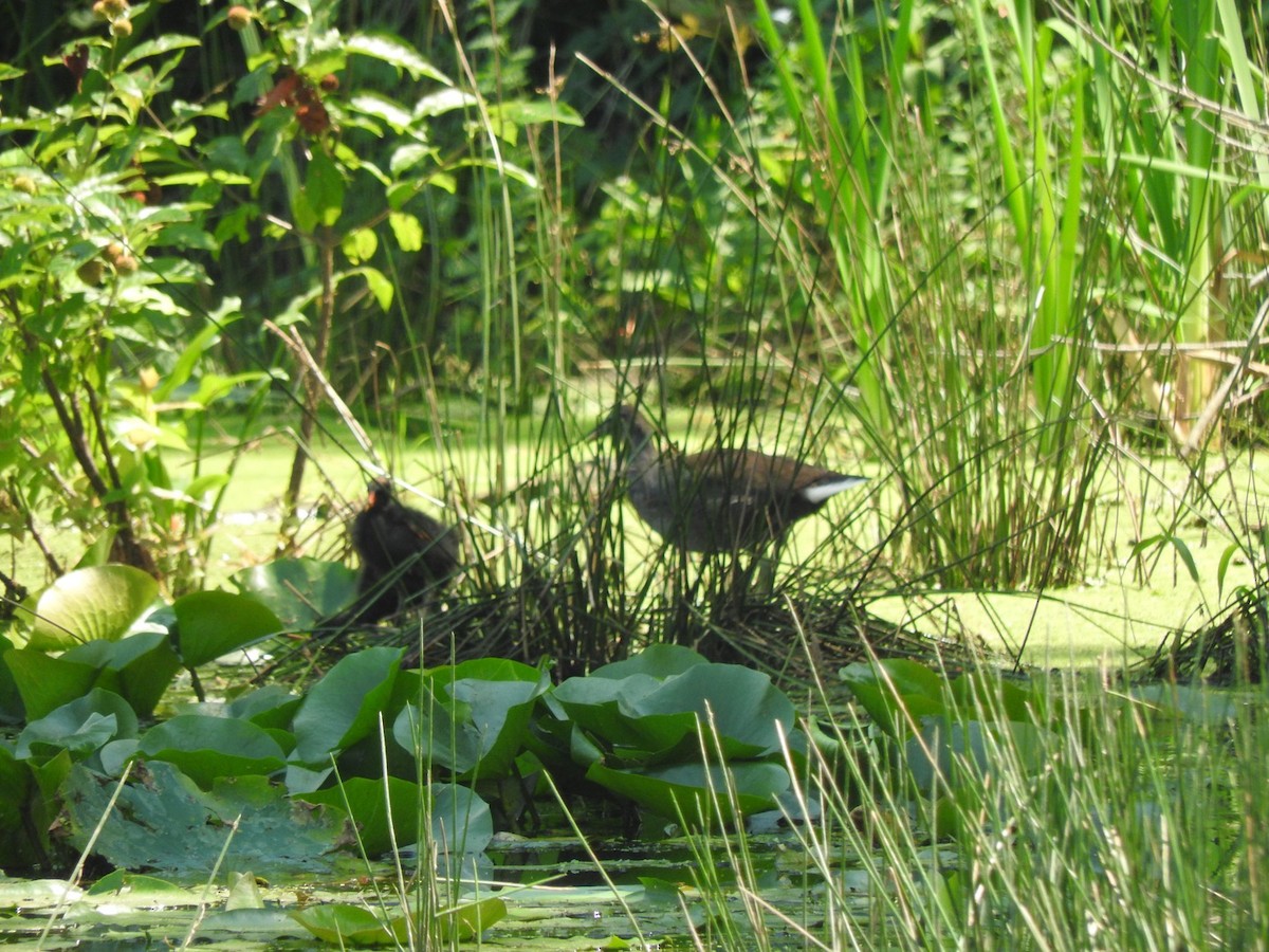 Gallinule d'Amérique - ML173868971