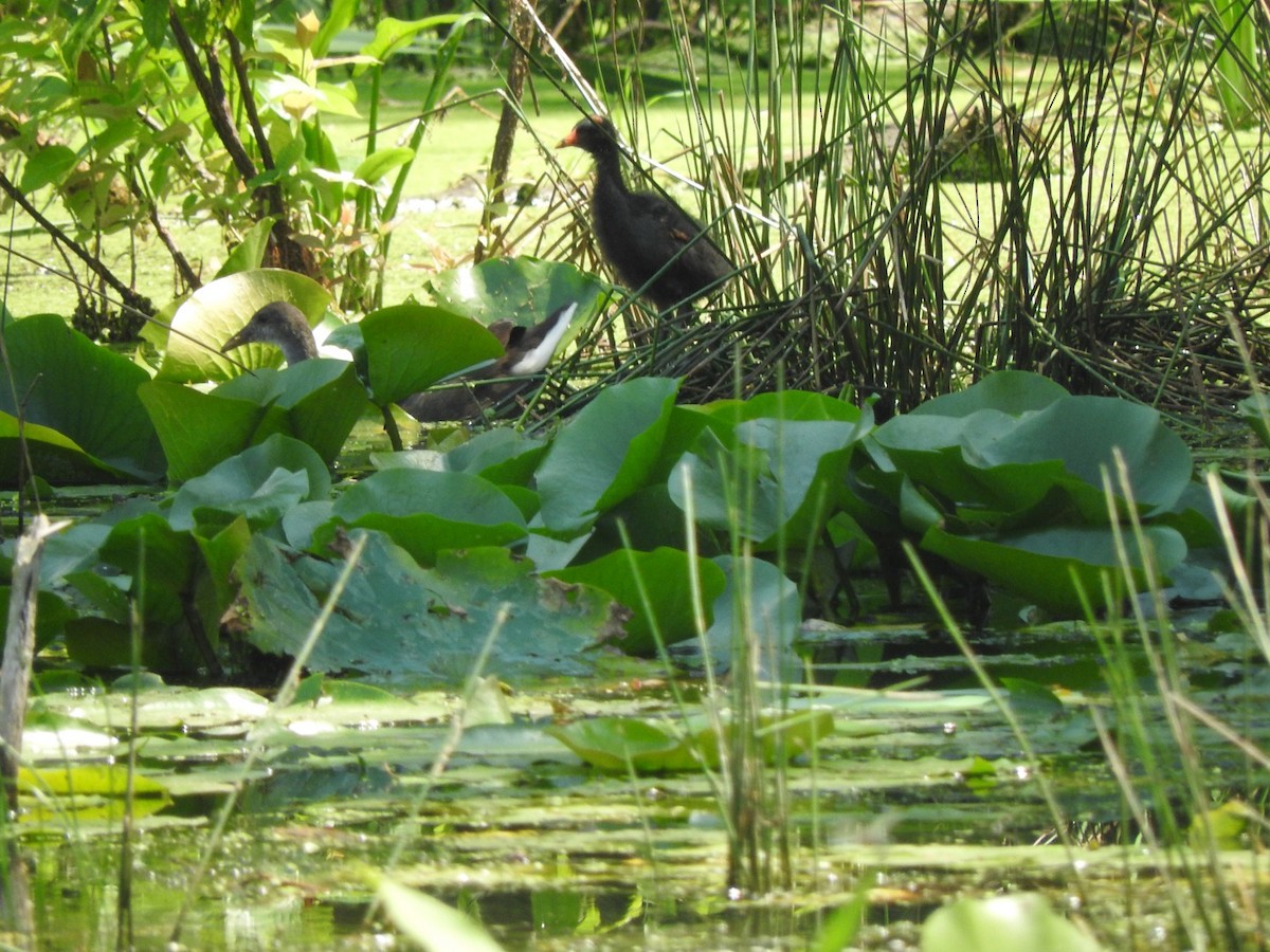 Gallinule d'Amérique - ML173868981