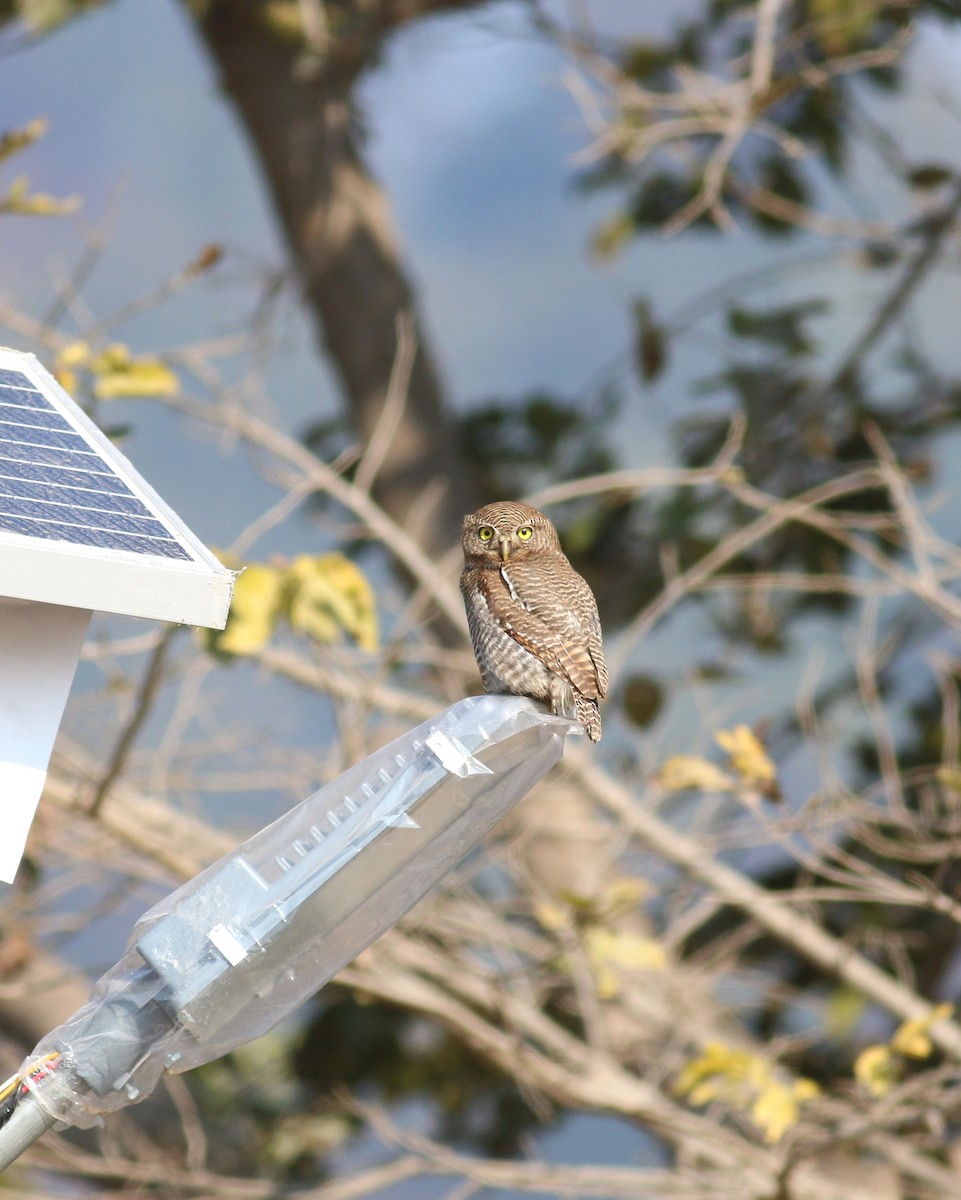 Jungle Owlet - Daniel Branch