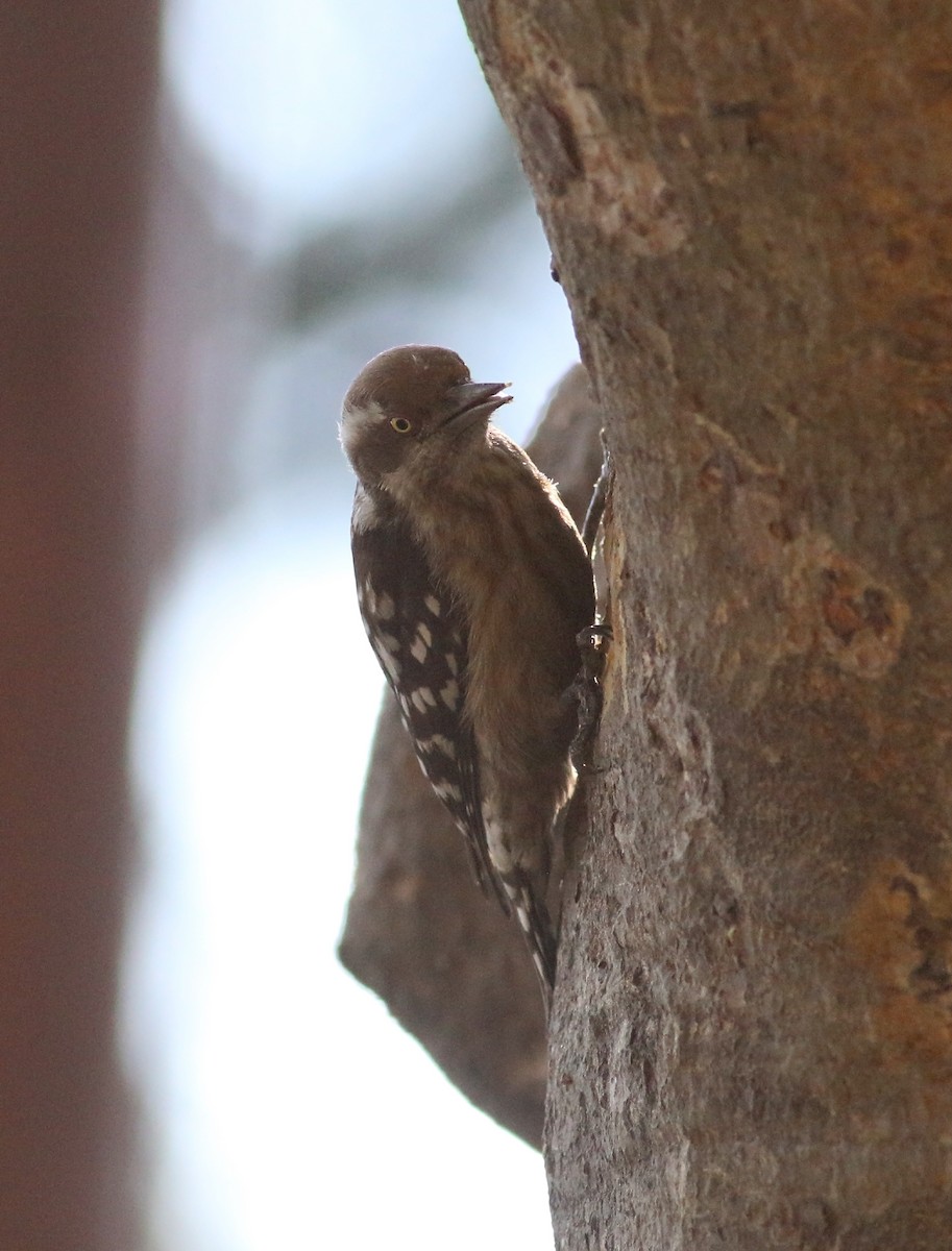 Brown-capped Pygmy Woodpecker - Daniel Branch
