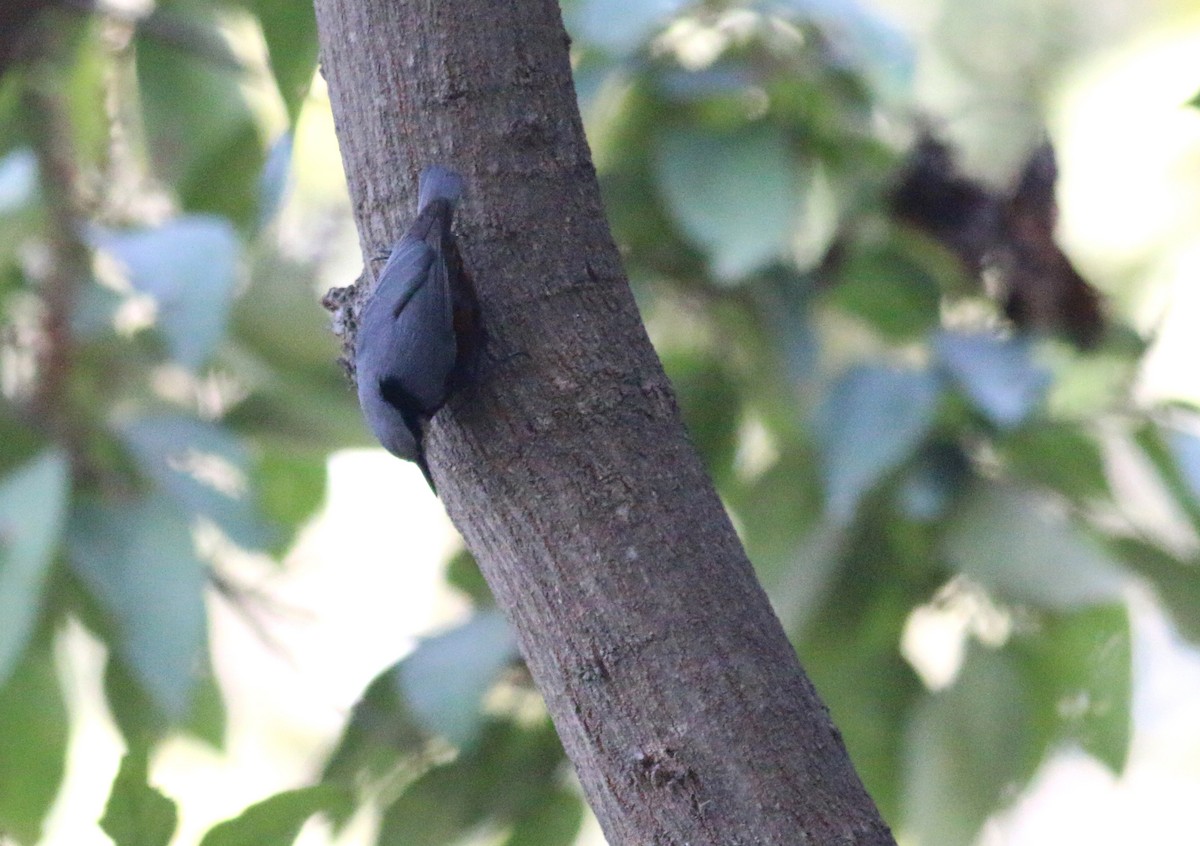 Chestnut-bellied Nuthatch - ML173869591