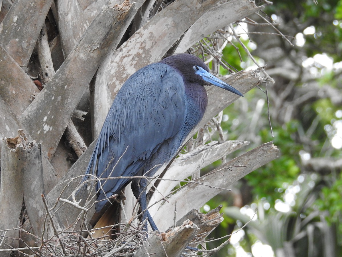 Little Blue Heron - O. J. Morgan