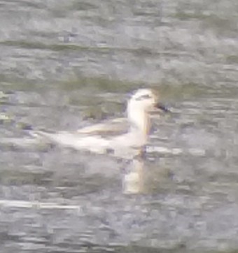 Red Phalarope - ML173870341