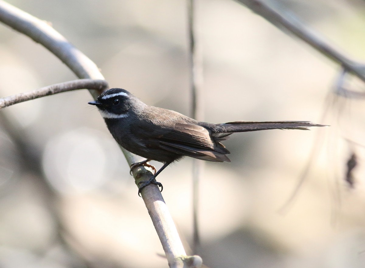 White-throated Fantail - ML173870431