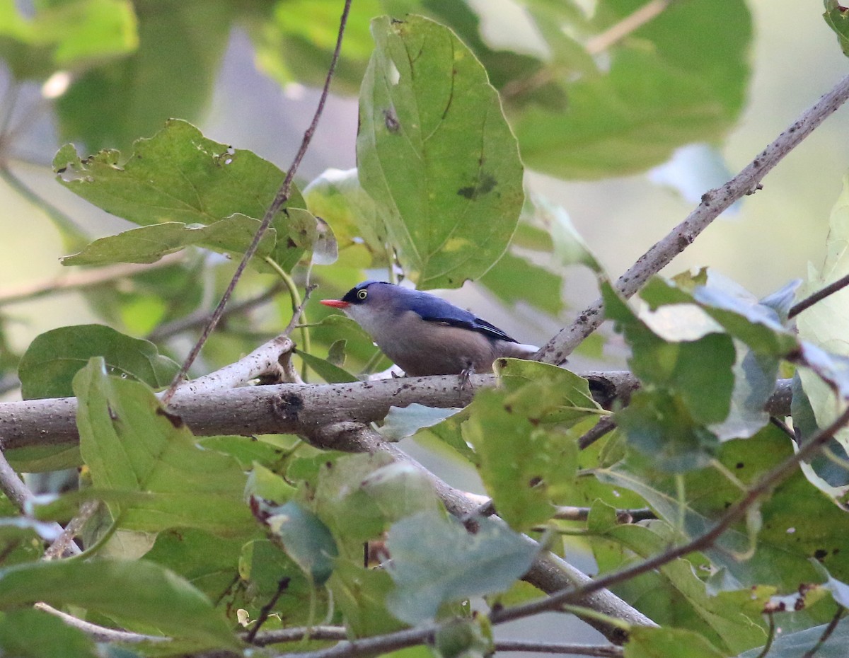 Velvet-fronted Nuthatch - ML173870461