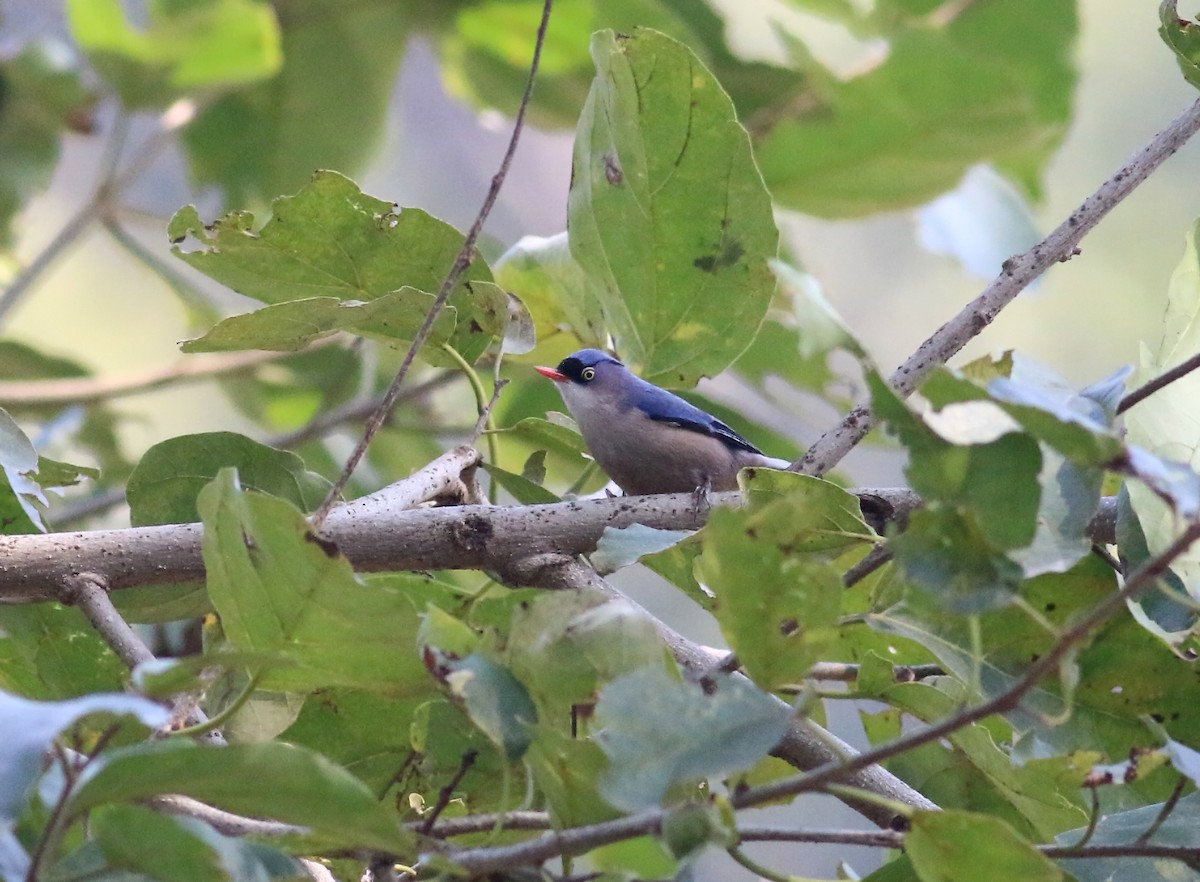 Velvet-fronted Nuthatch - ML173870481