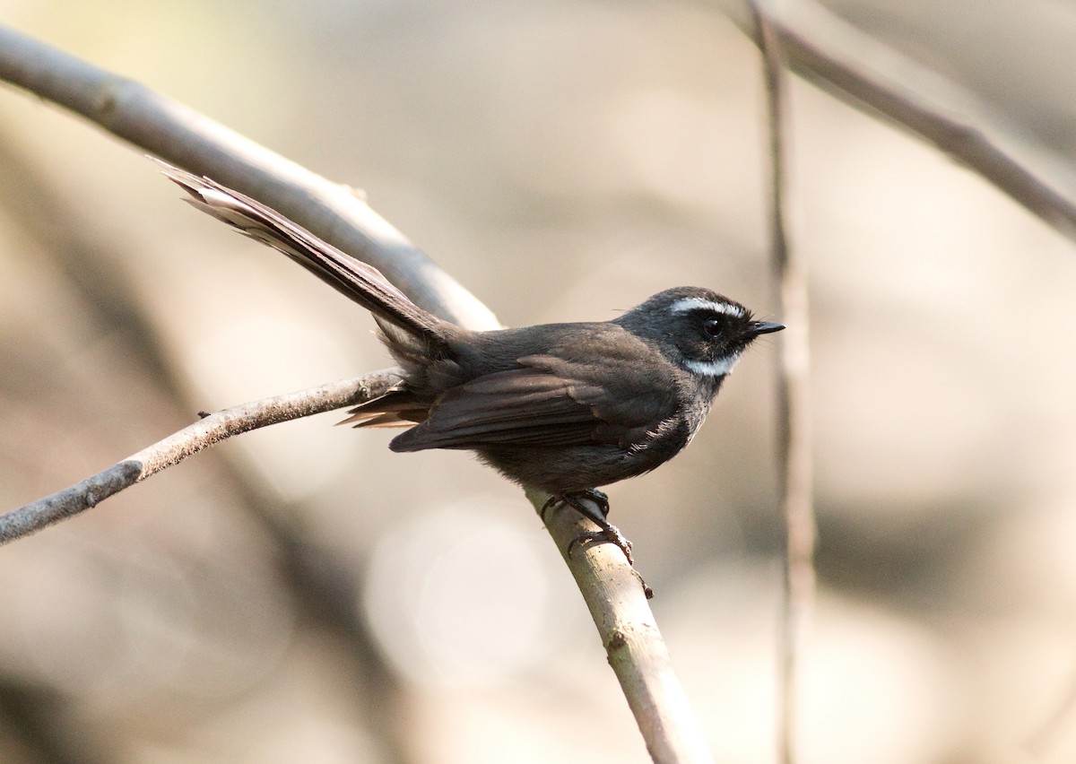 White-throated Fantail - ML173870511