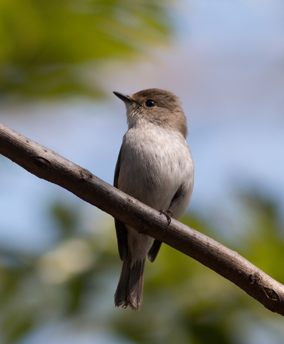 Little Pied Flycatcher - Daniel Branch