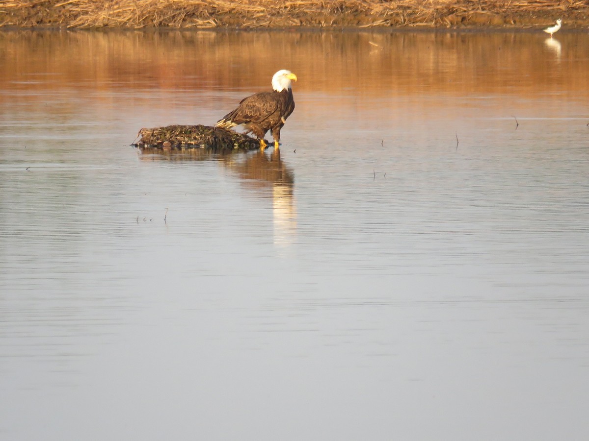 Bald Eagle - Anne (Webster) Leight