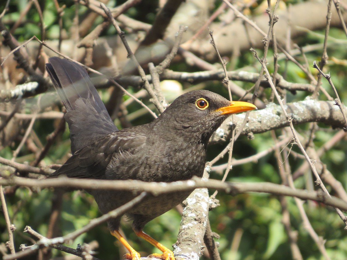 Chiguanco Thrush - ML173870631