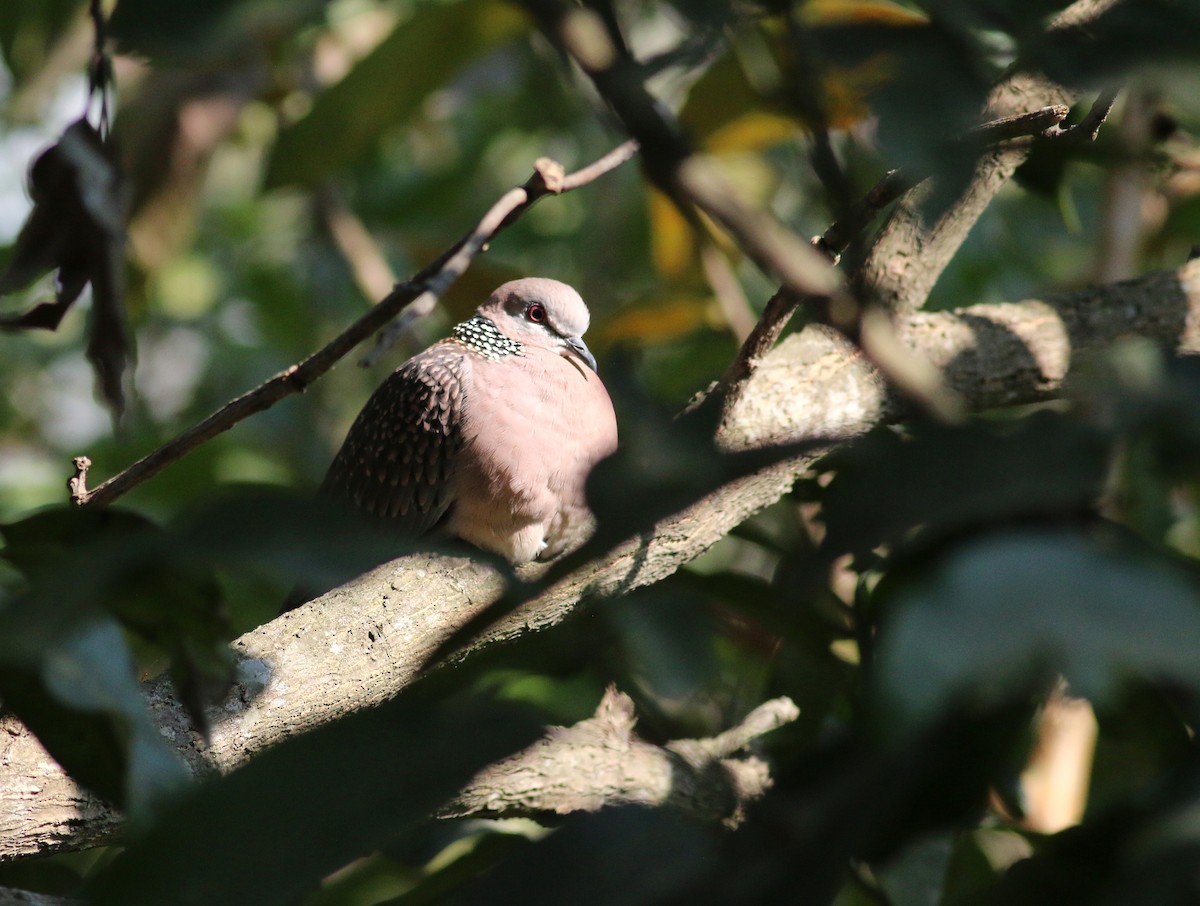 Spotted Dove - ML173870771